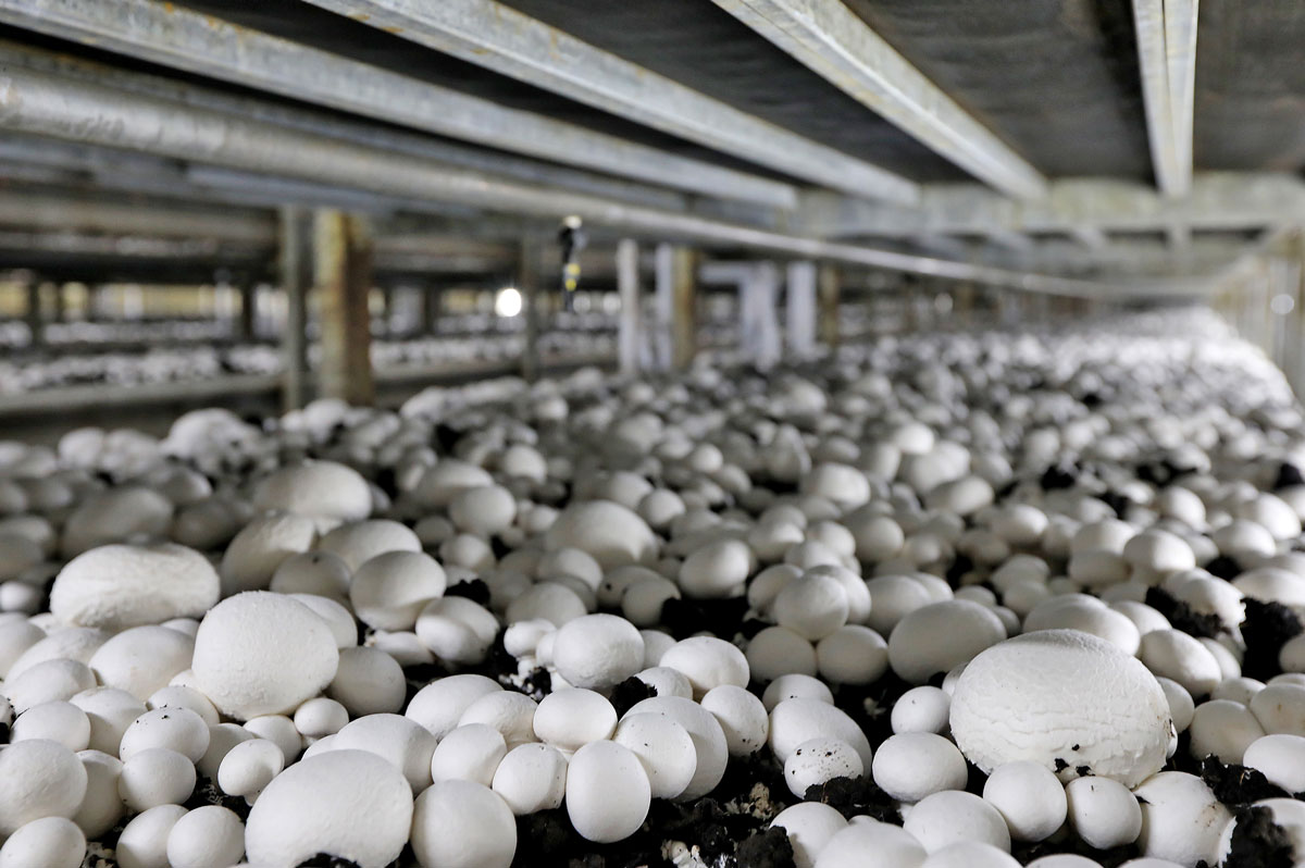Precision-controlled mushroom ecosystem showing optimal growing conditions